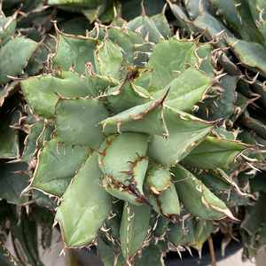 wzrt オズワートGecko Oteroi Satanic Agave