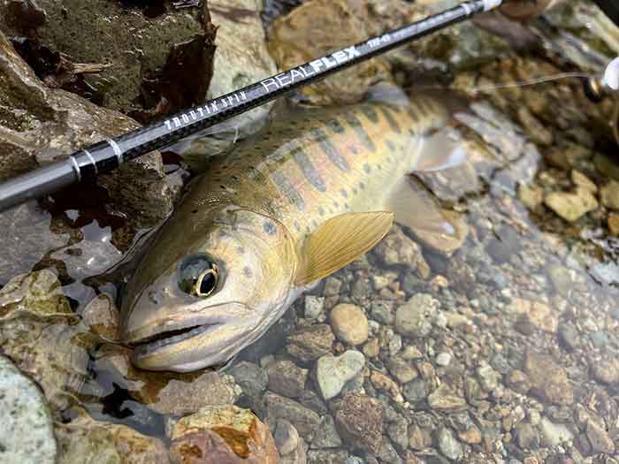 SMITHフィールドレポート