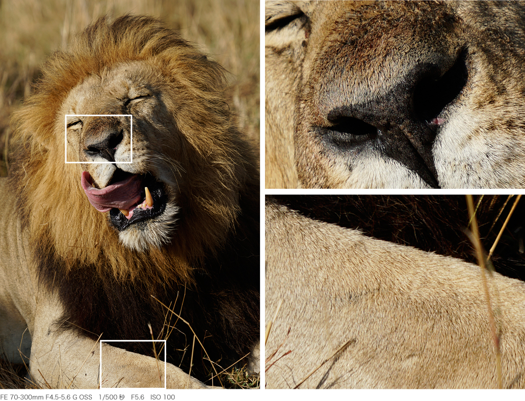 α6500 特長 : さらに進化した描写性能 | デジタル一眼カメラα