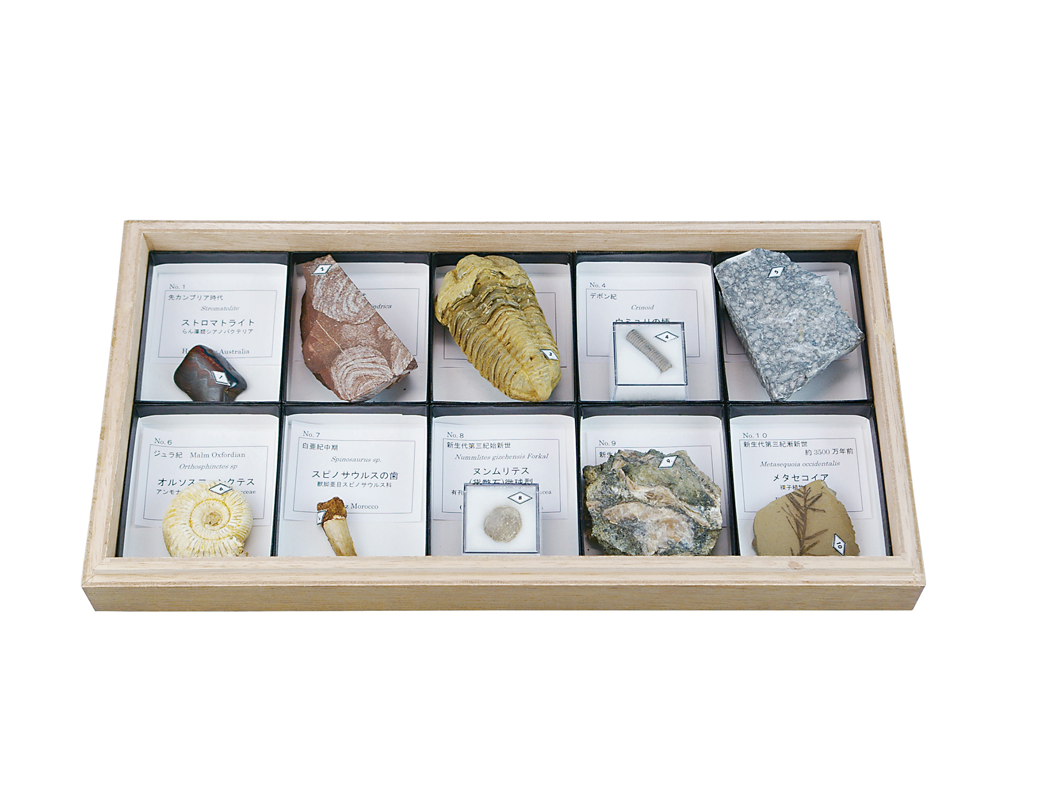 化石標本(中学校用・10種) F-10J