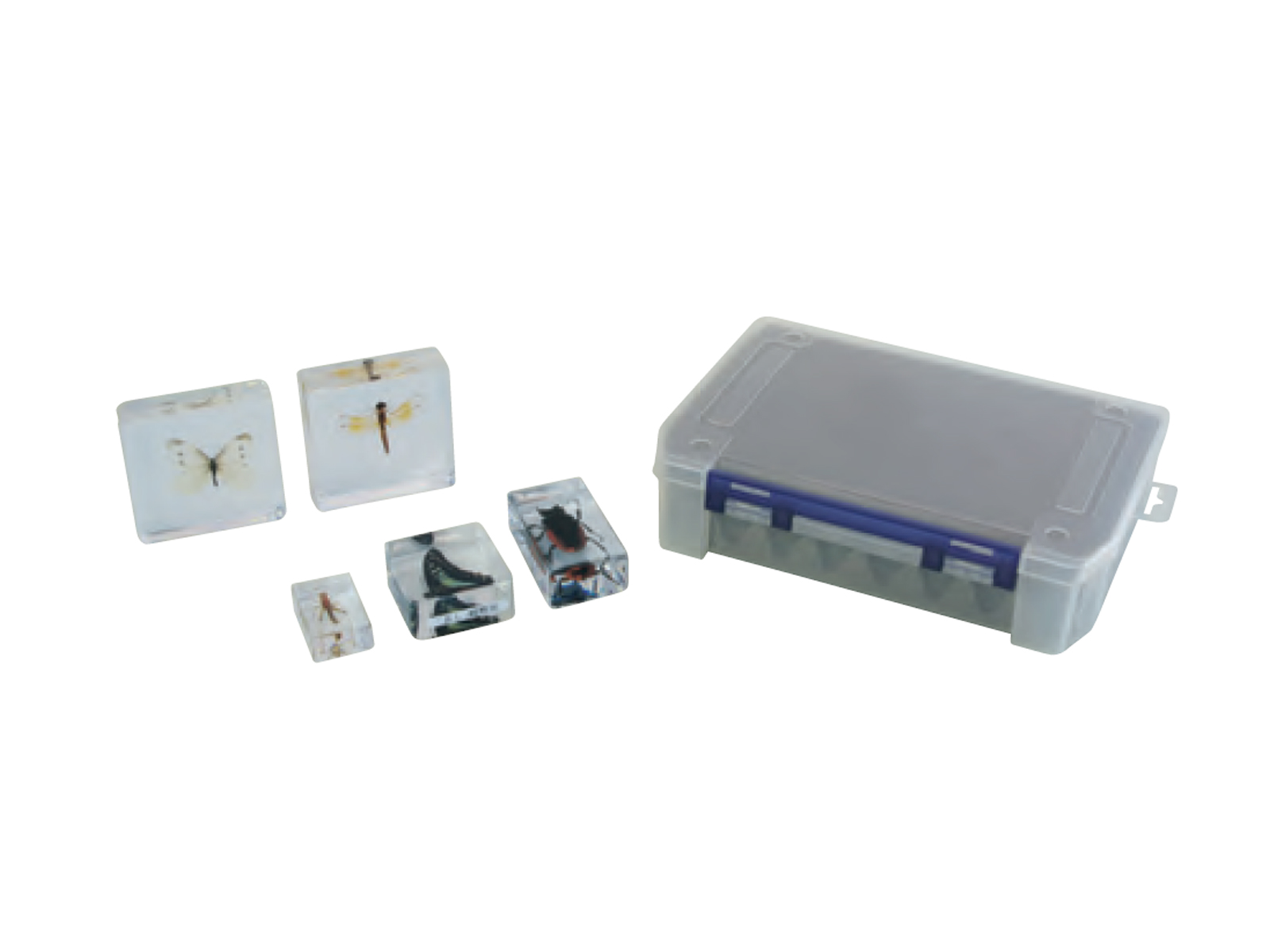 プラ封入昆虫標本 A