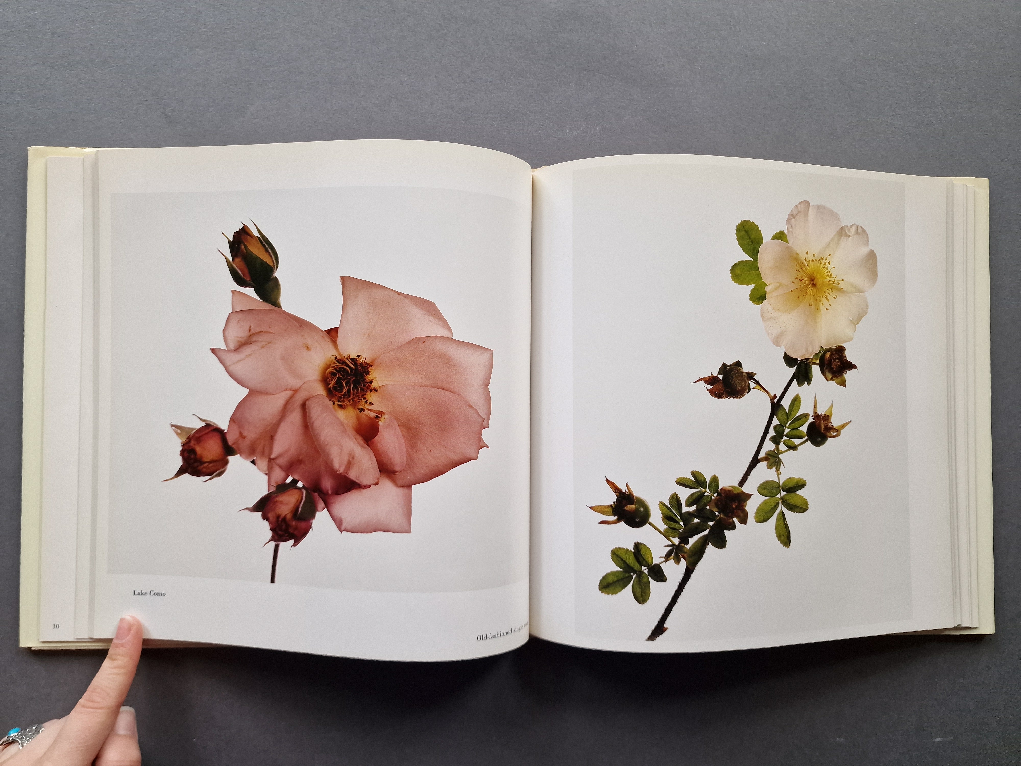 Buy Flowers by Irving Penn Online – Setanta Books