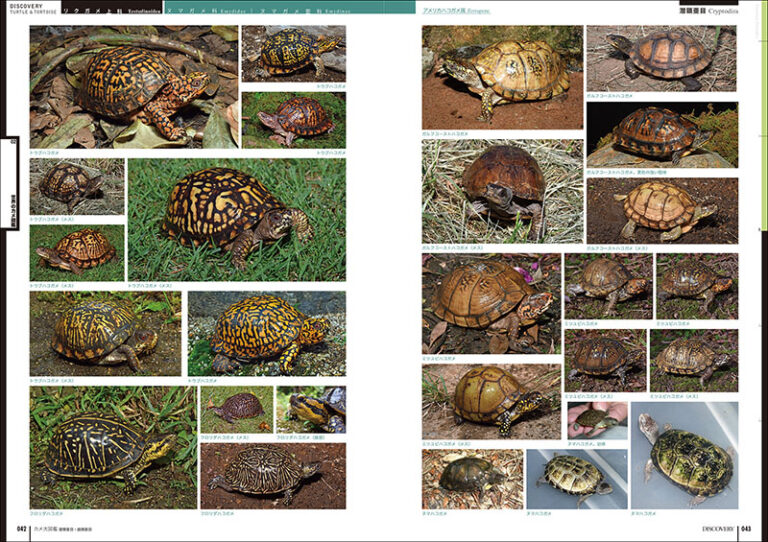 カメ大図鑑 潜頸亜目・曲頸亜目 | 株式会社誠文堂新光社