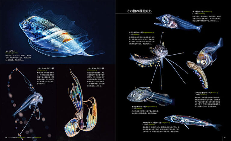 世界で一番美しい 海に浮遊する幼生図鑑 | 株式会社誠文堂新光社