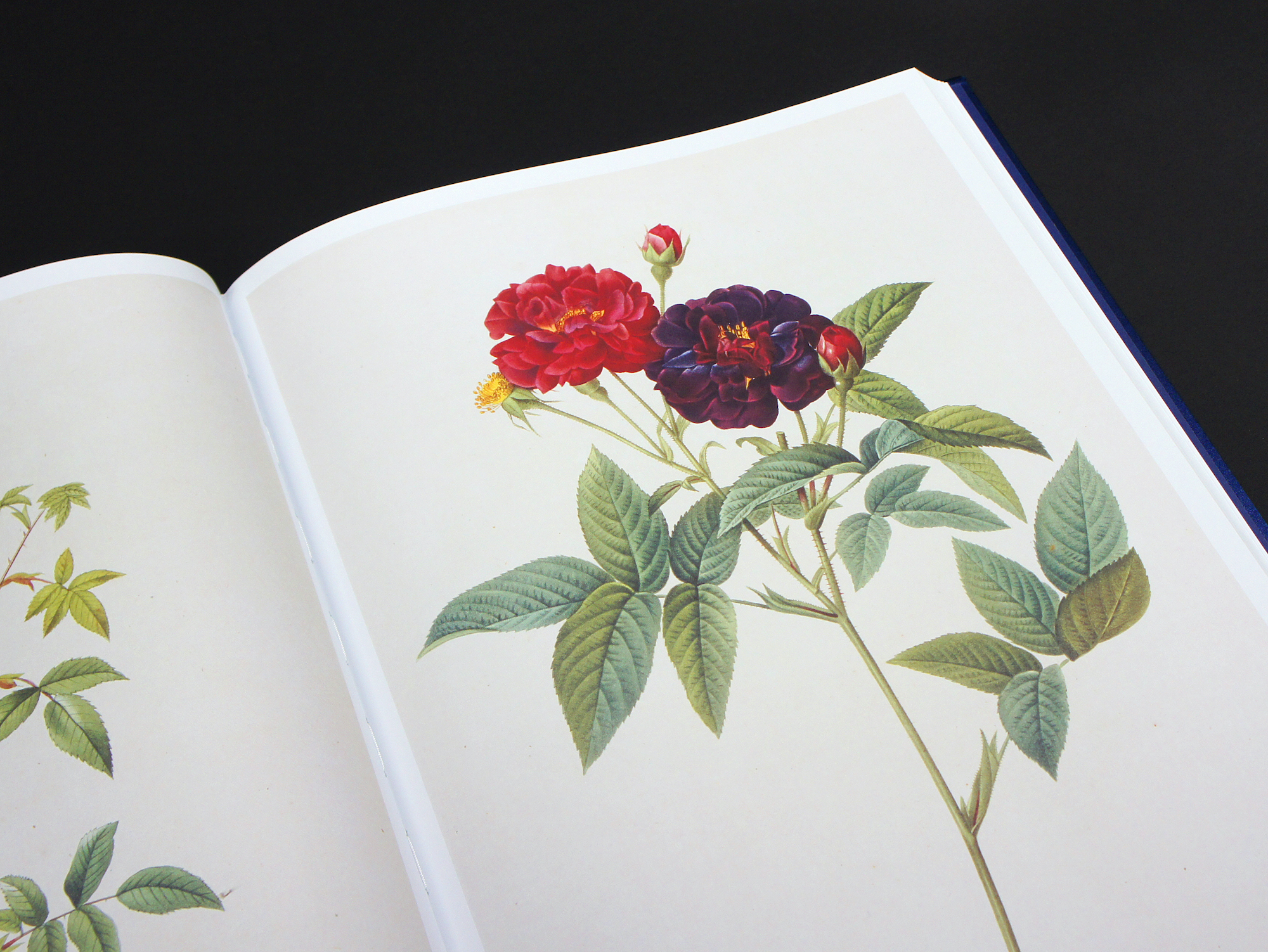 Les Roses バラ図譜｜青幻舎 SEIGENSHA Art Publishing, Inc.