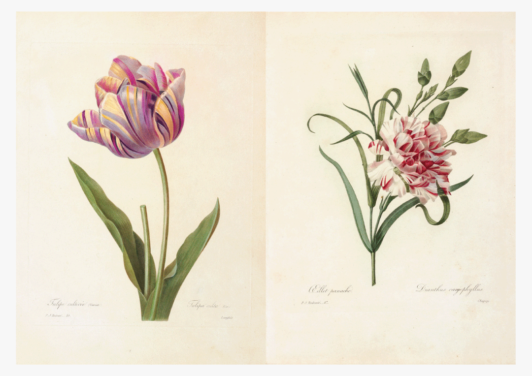 ルドゥーテ展 | 青幻舎プロモーション