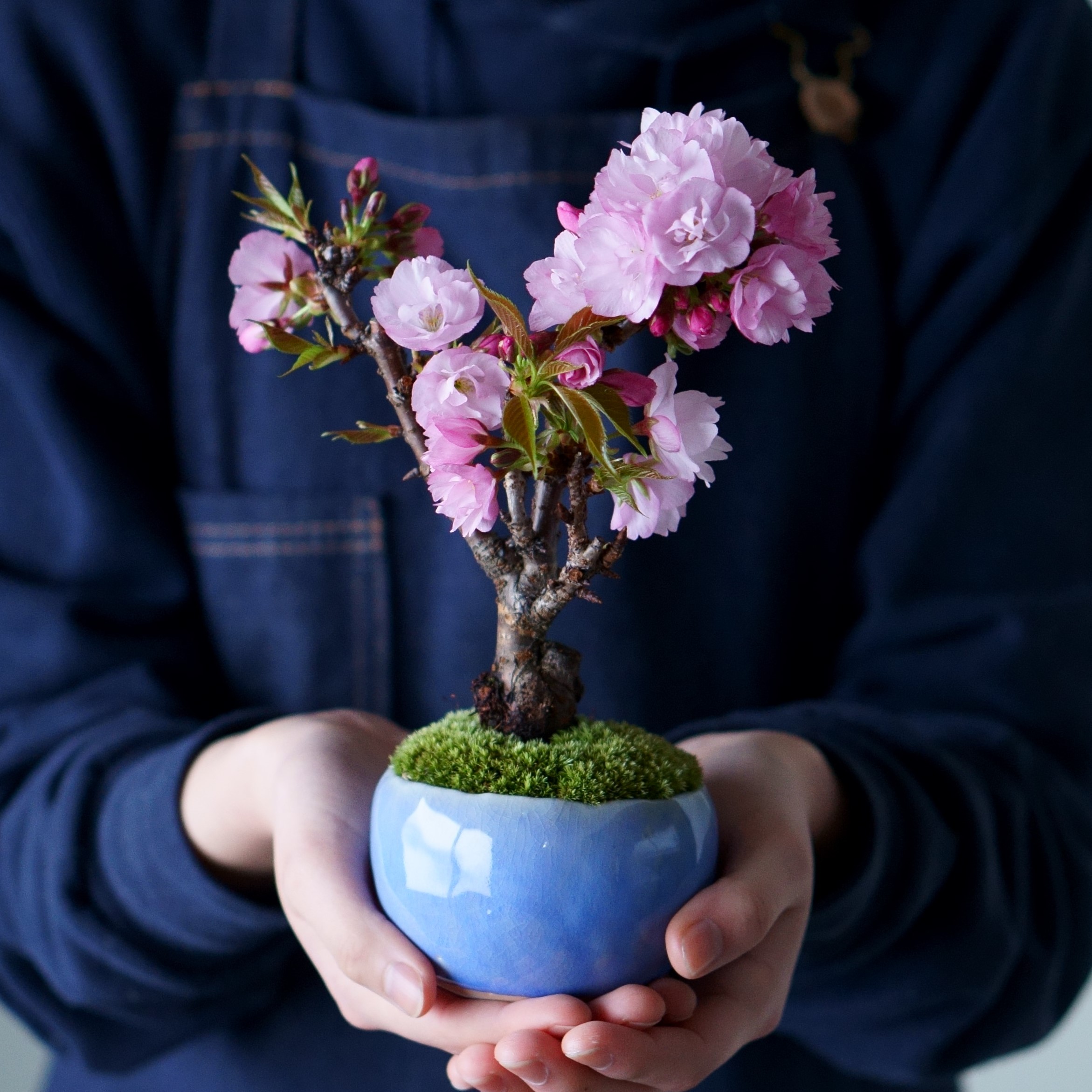 旭山桜｜石木花図鑑｜石木花｜SEKIBOKKA｜盆栽