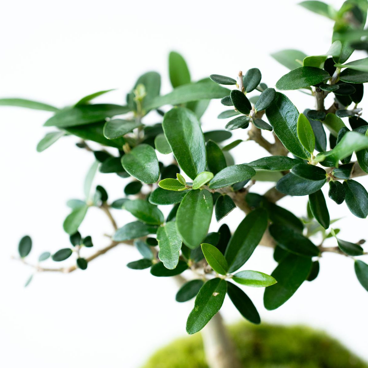 姫オリーブ｜石木花図鑑｜石木花｜SEKIBOKKA｜盆栽