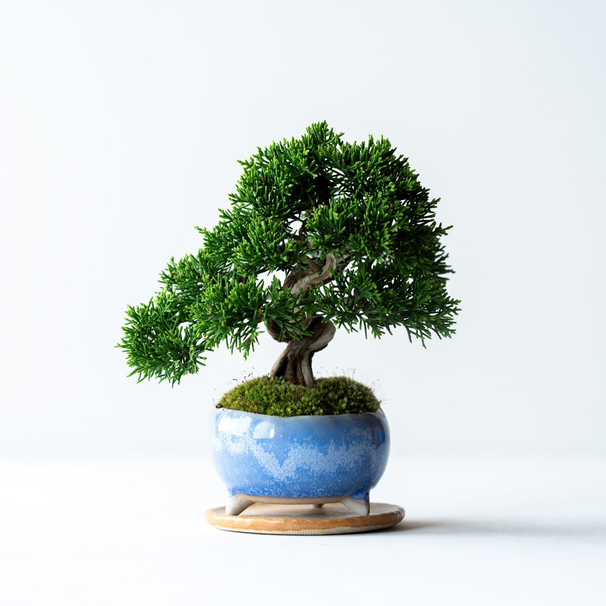 寒グミ｜石木花図鑑｜石木花｜SEKIBOKKA｜盆栽