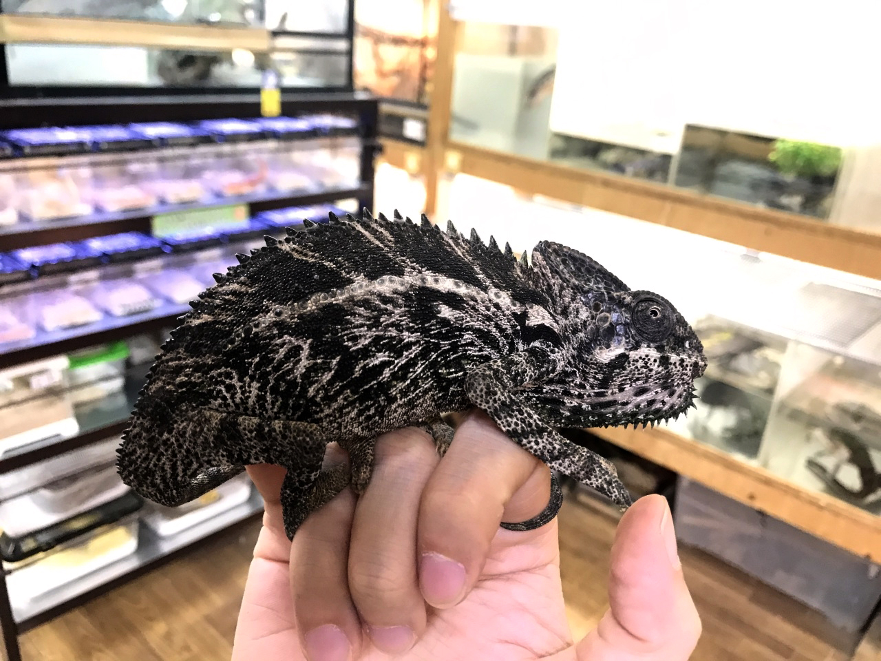 スパイニーカメレオン カメレオン図鑑