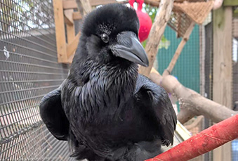 Common Raven – Saginaw Children's Zoo