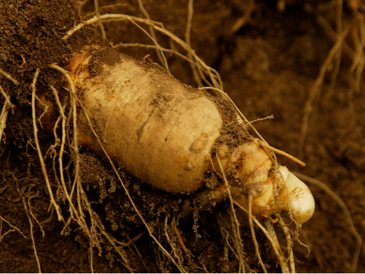 ドモホルンリンクルを支える、 パワーを秘めた自然素材【長白参