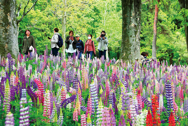 空へ伸びる花…ルピナス4万本、色とりどりに 滑川の森林公園で5月半ば