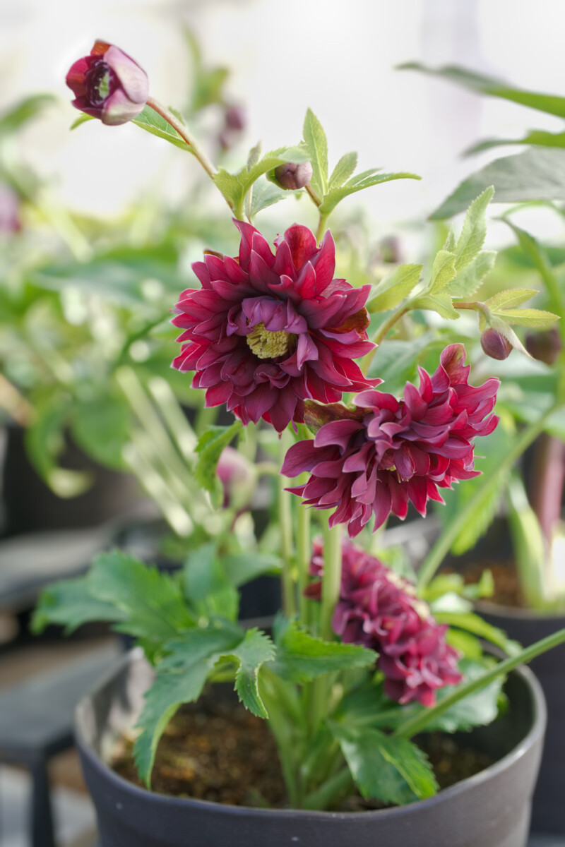 蒼ララ様ご購入苗㉖-139㉖-216クリスマスローズ 蒼ララ様ご購入苗㉖