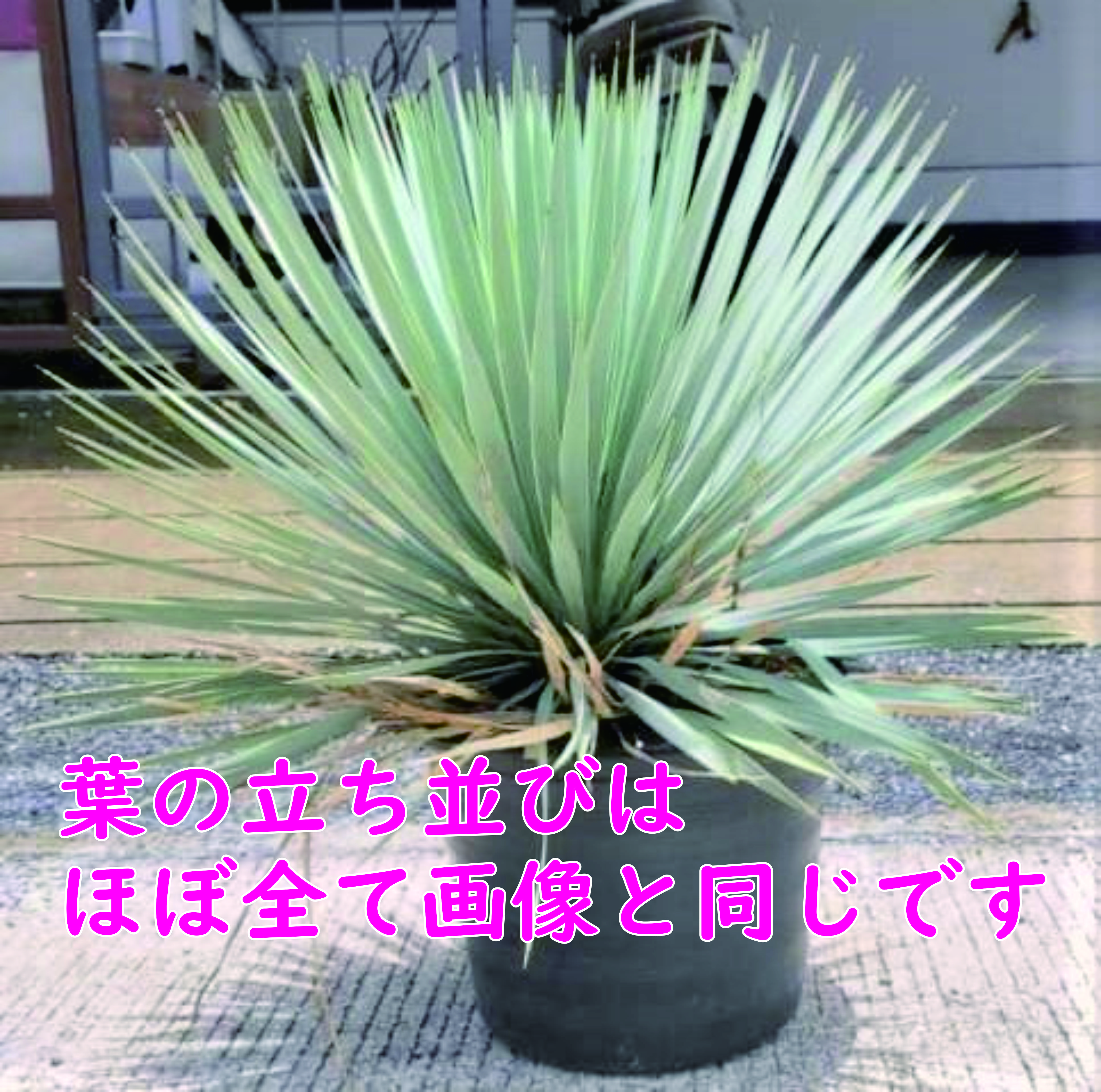 Samurai Green Thailand / ユッカ ロストラータ ブルーサンダー