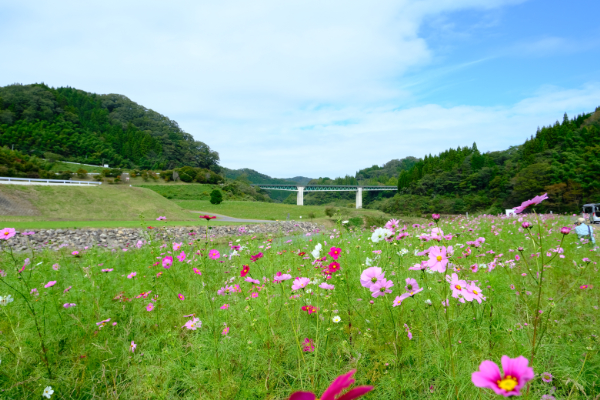 コスモス畑の景色がきれい！飯南町の東三瓶フラワーバレーに行ってき