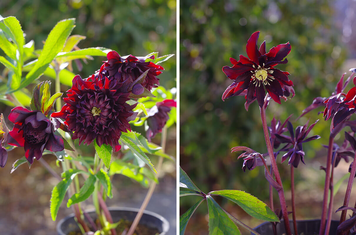 2人の育種家に聞く、クリスマスローズ育種のあれこれ〈前編・広瀬園芸