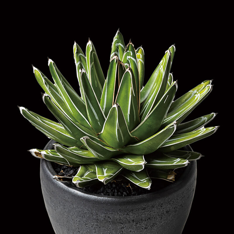 アガベ 笹の雪 アガベ 笹の雪 特ワイド 濃ペンキ | hanayoshi-botanical