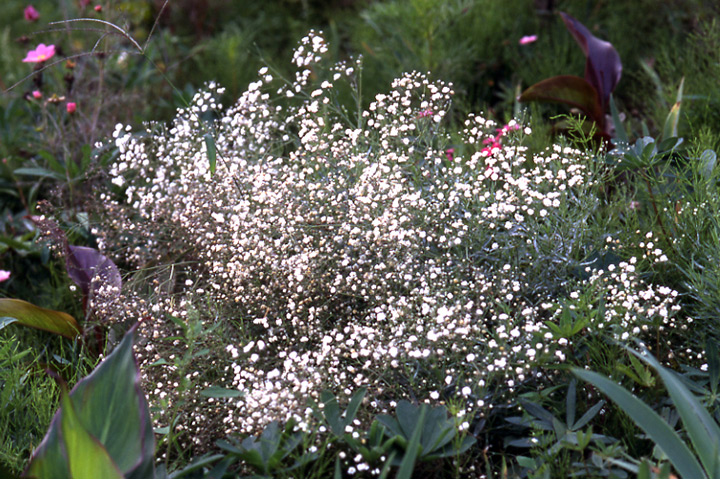 カスミソウとは｜育て方がわかる植物図鑑｜みんなの趣味の園芸（NHK出版）