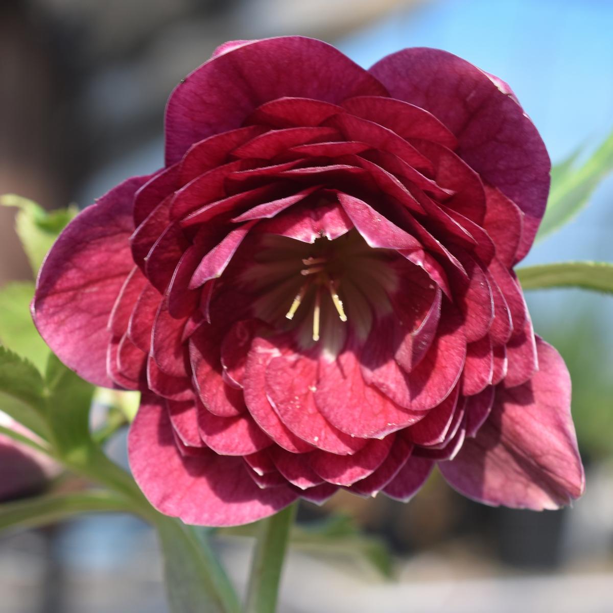 キラメキシャガールグロス系の多弁花「加藤さんちのクリスマス