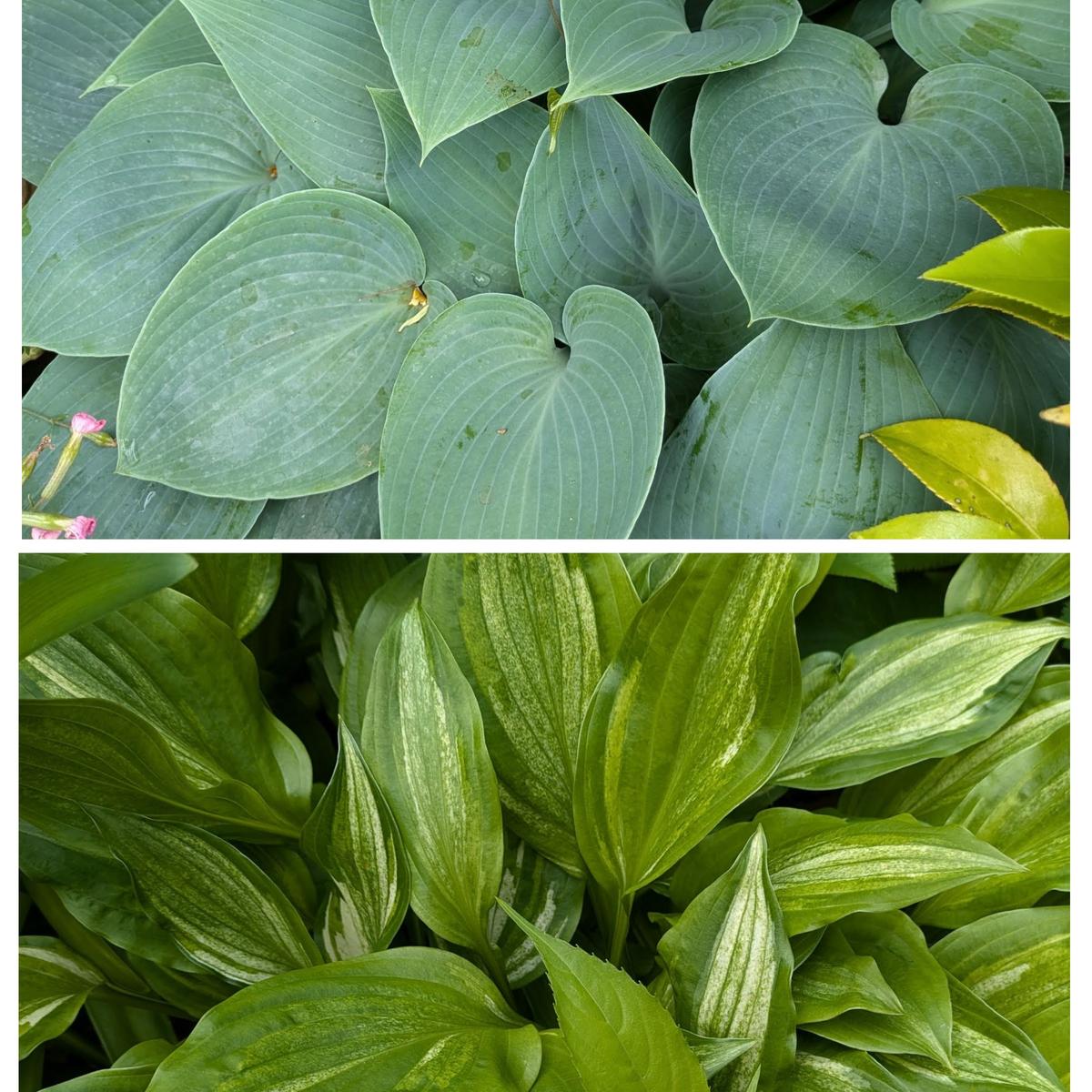 ギボウシを2種類「大好きな花たち No7」のアルバム-みんなの趣味の