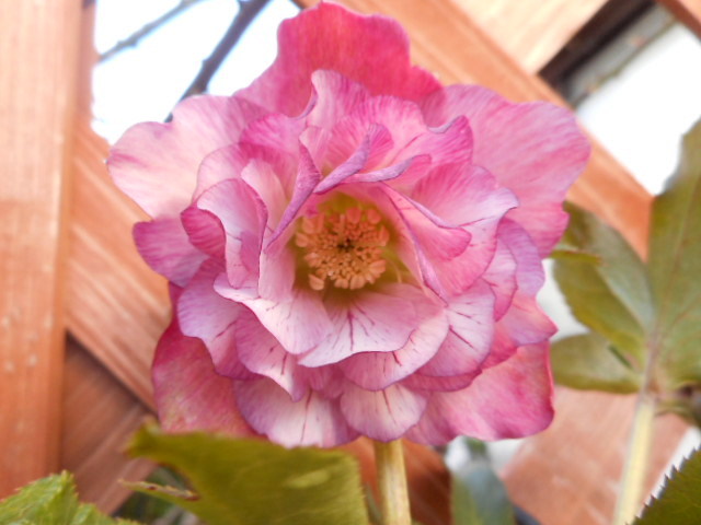 クリスマスローズ手毬と寒牡丹(^^♪｜園芸日記by愛は花。｜みんなの