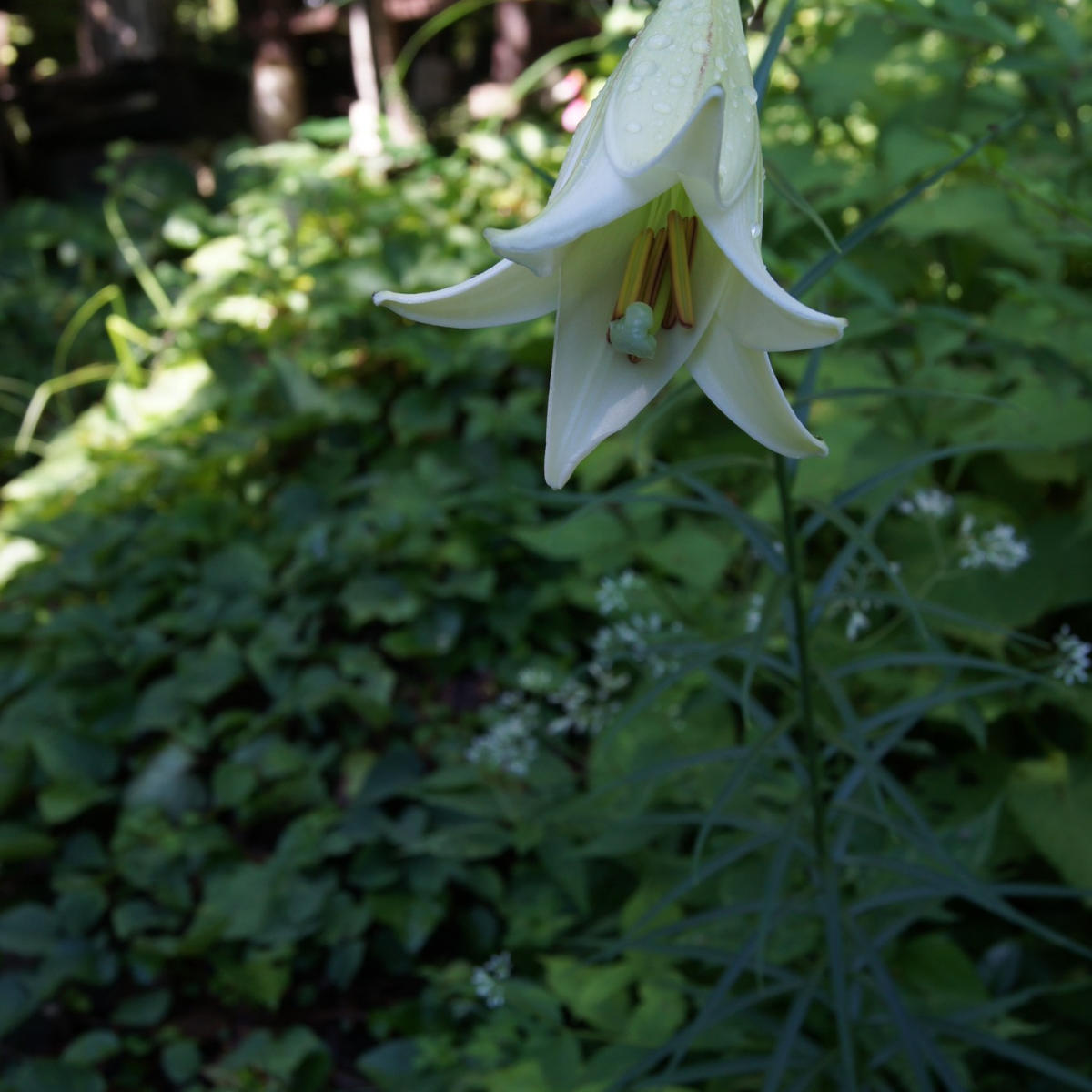 img_cache_d_179064_1_141100974