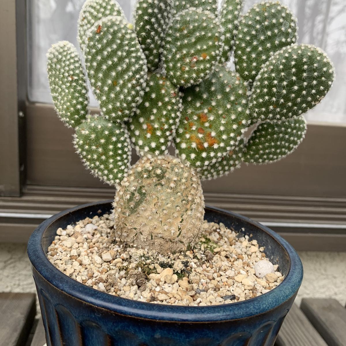 サボテン初心者です。昨年10月下旬にホワイトバニーを買い植え