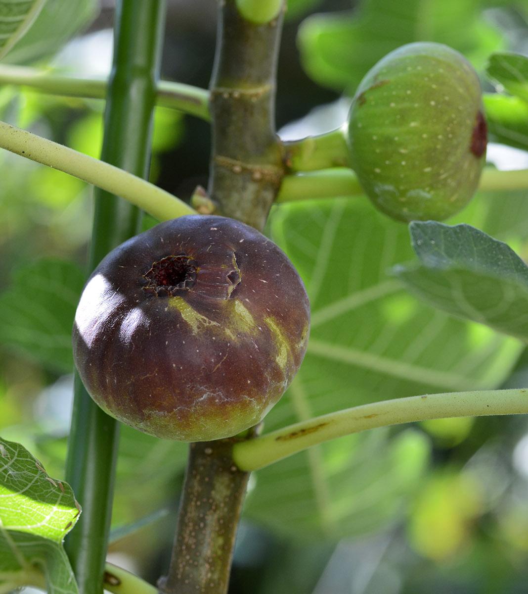 専用】イチジク 穂木 【公式通販】