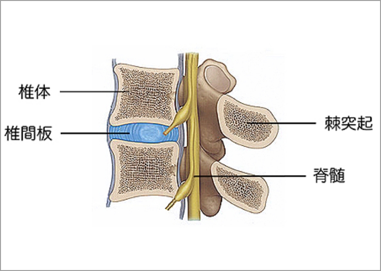脊椎・脊髄疾患 - 札幌秀友会病院 | 医療法人 秀友会