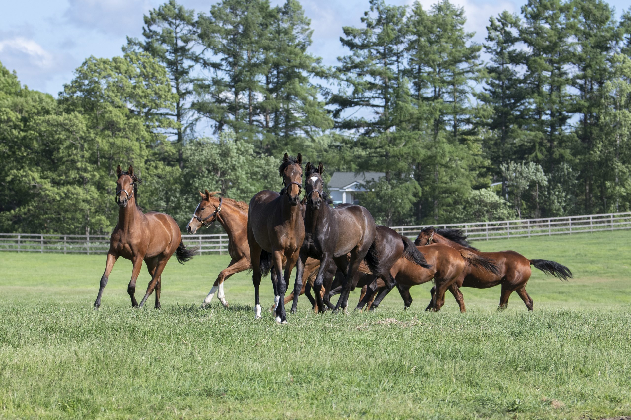 Shadai Thoroughbred Club 社台サラブレッドクラブ