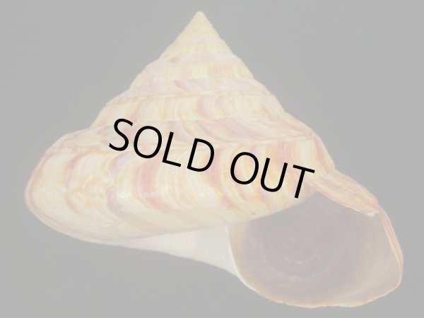 リュウグウオキナエビス(Entemnotrochus rumphii) 136mm 濃色 美品