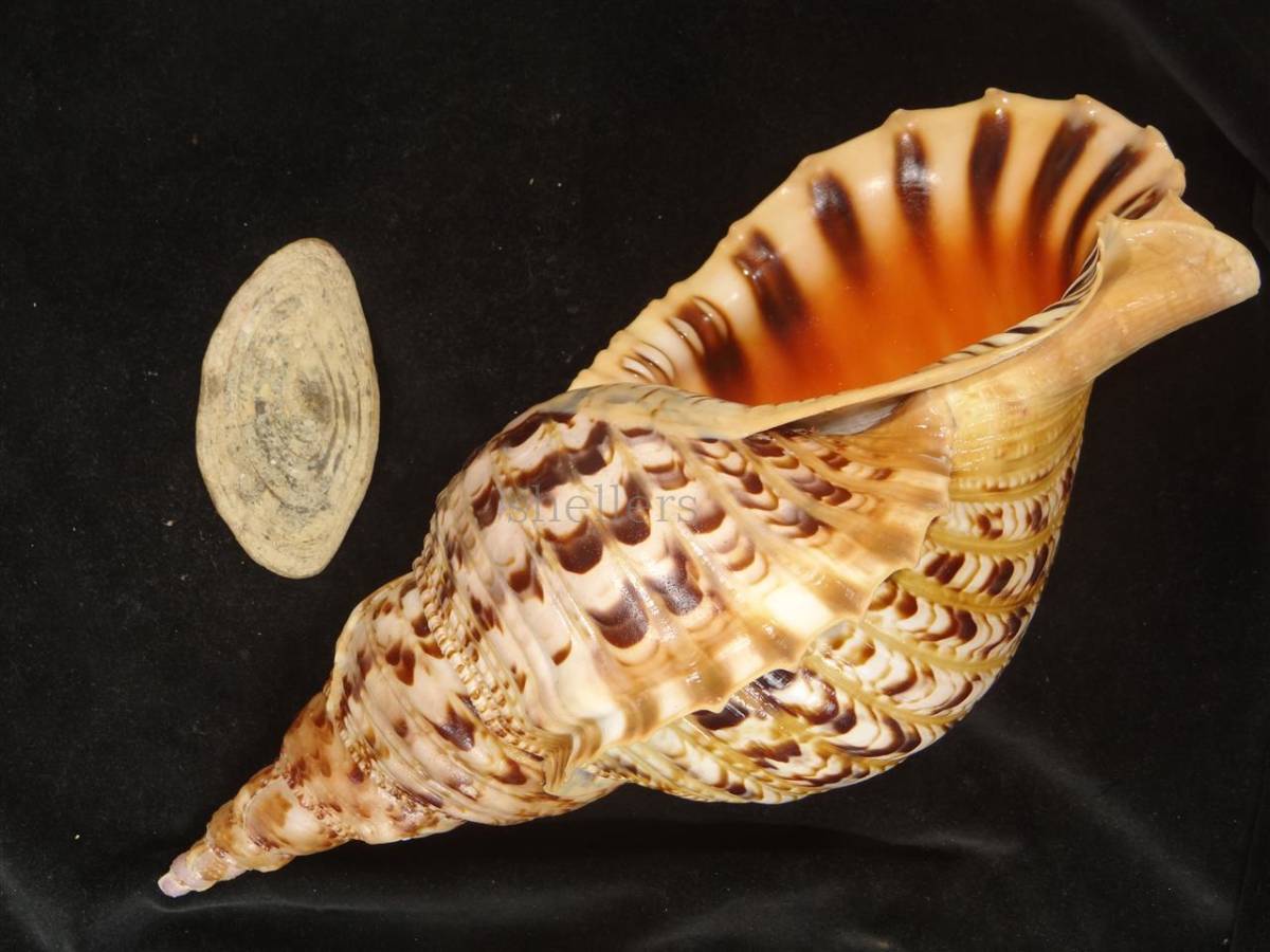 法螺貝 40cm 1070g 特大 - Kaiショップ