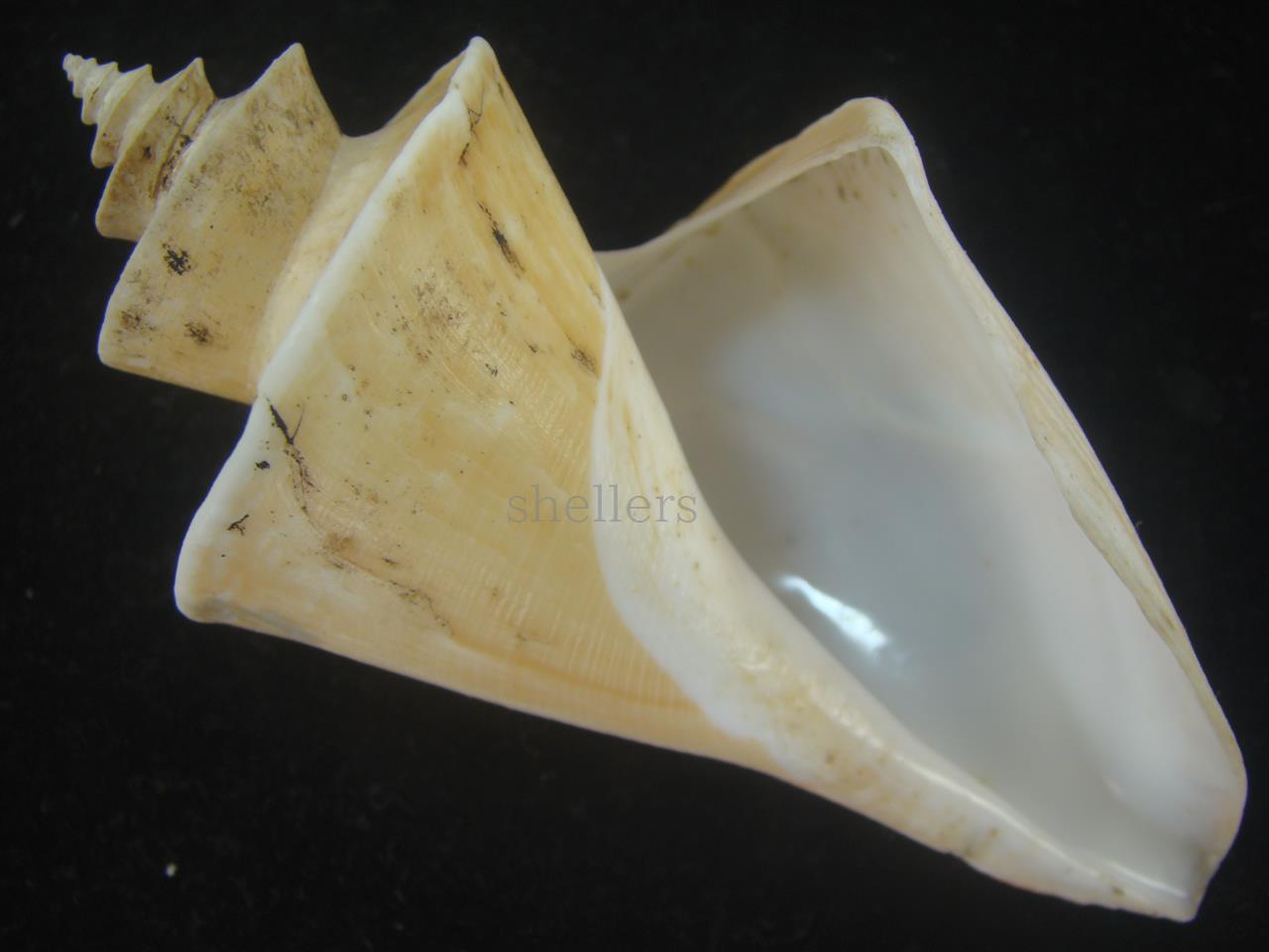 超特大)チマキボラ 貝殻 標本 110mm クダマキガイ科 超特大)チマキボラ