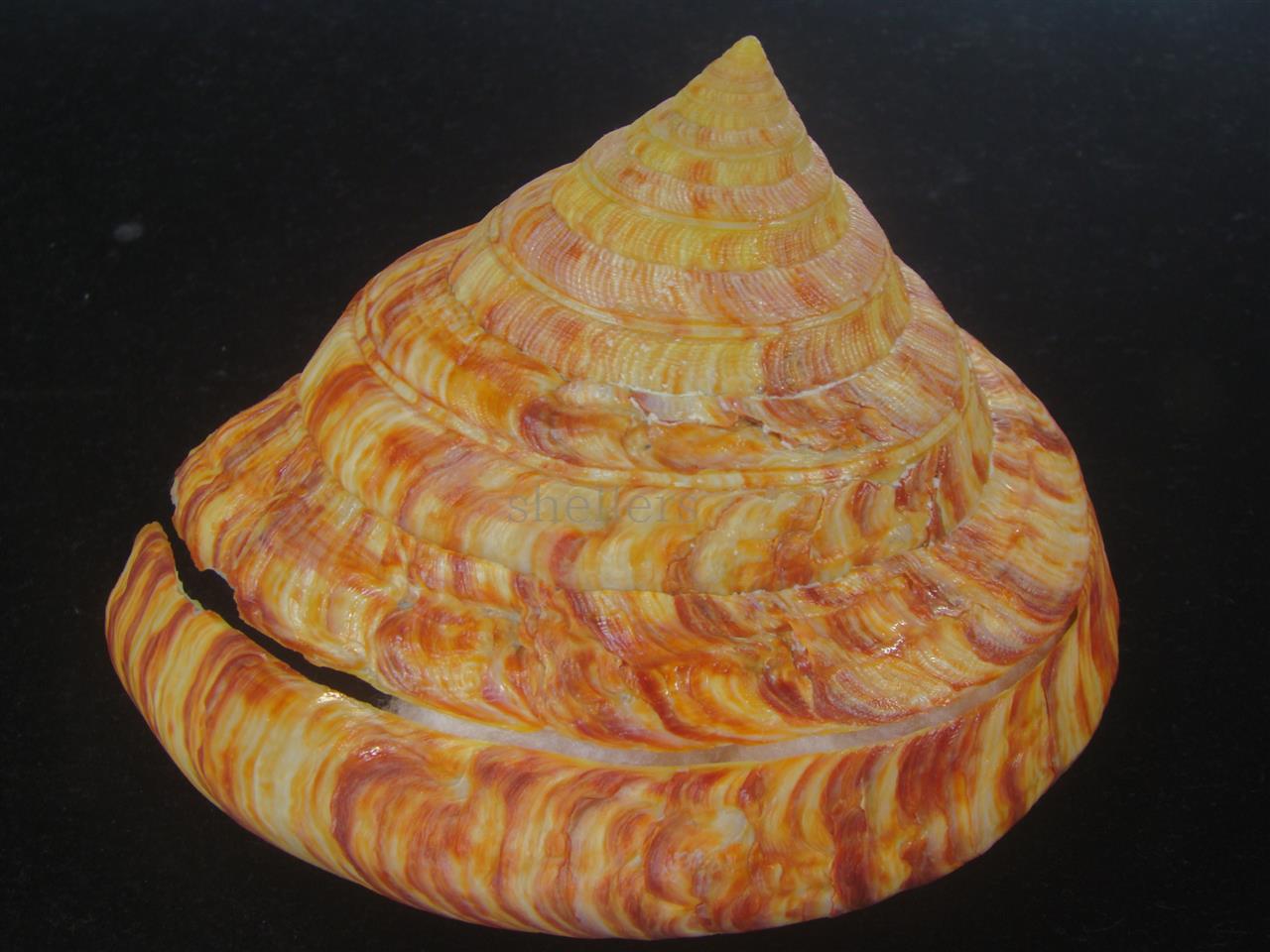 リュウグウオキナエビス(Entemnotrochus rumphii) 136mm 濃色 美品