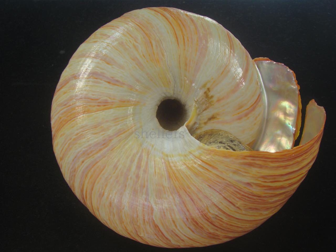 リュウグウオキナエビス(Entemnotrochus rumphii) 165mm 特大 特美品