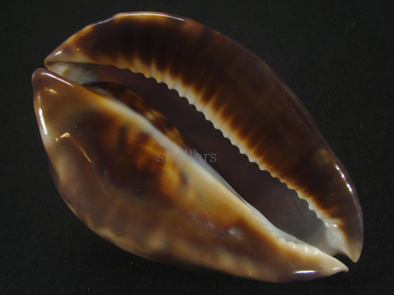 ベルコイクロガネダカラ - Kaiショップ