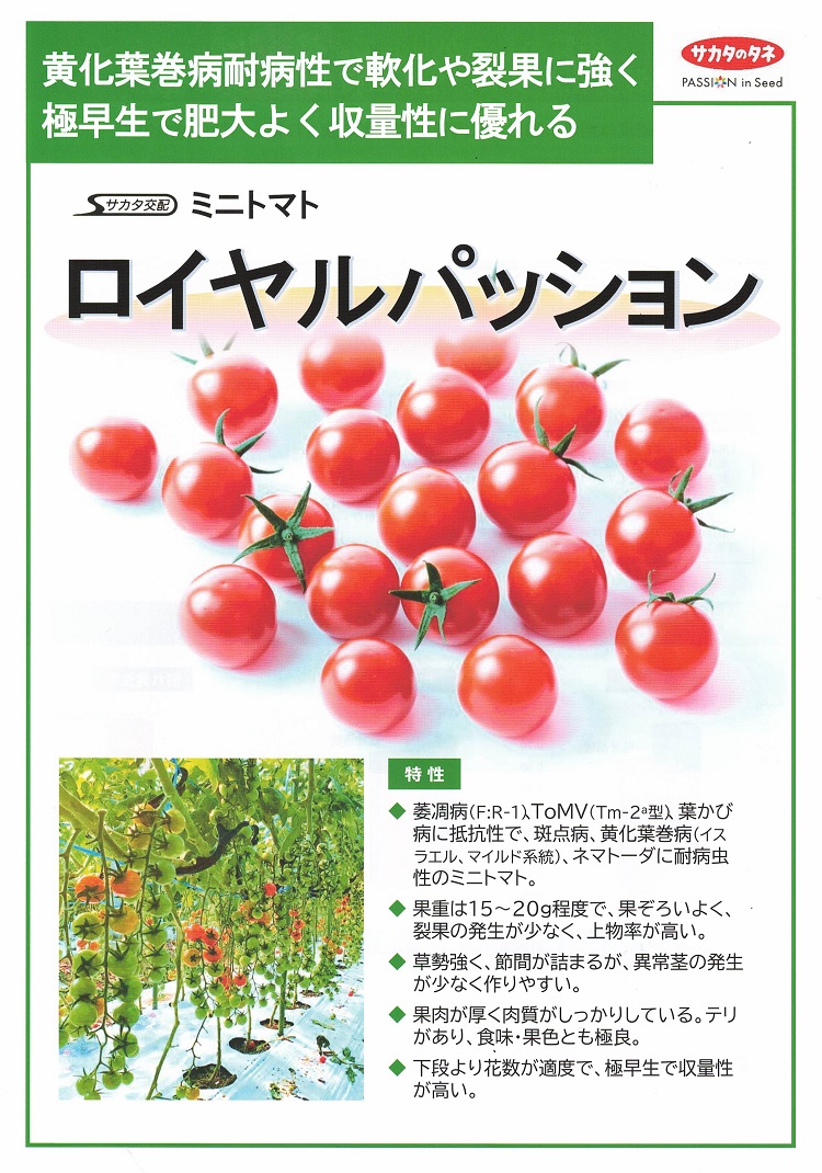 ネギ種子】ヴィルモランみかど 「夏柱（なつばしら）」 ☆新タネは10月