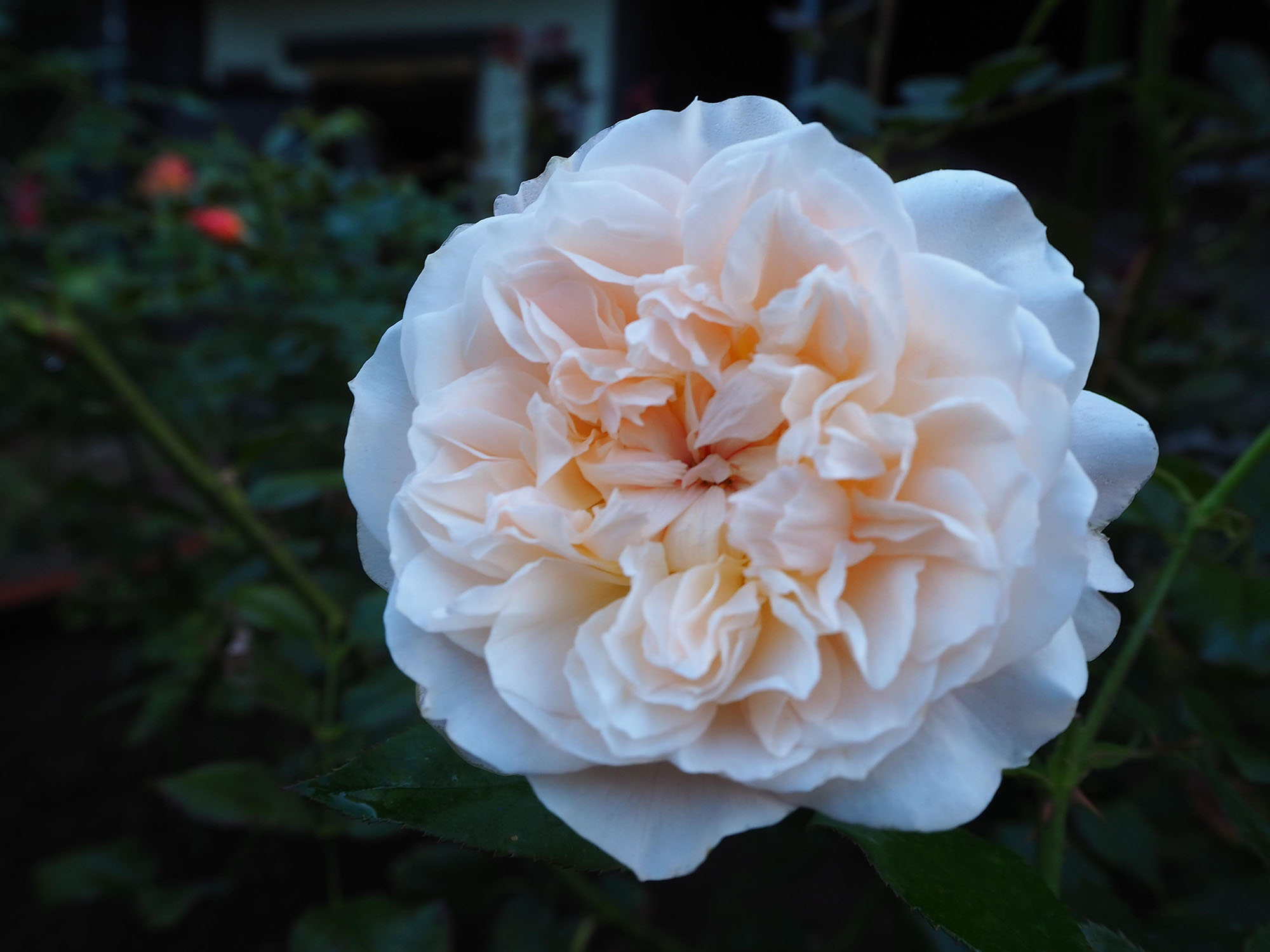 メアリー・マグダレン | ローズガーデン | 白い恋人パーク