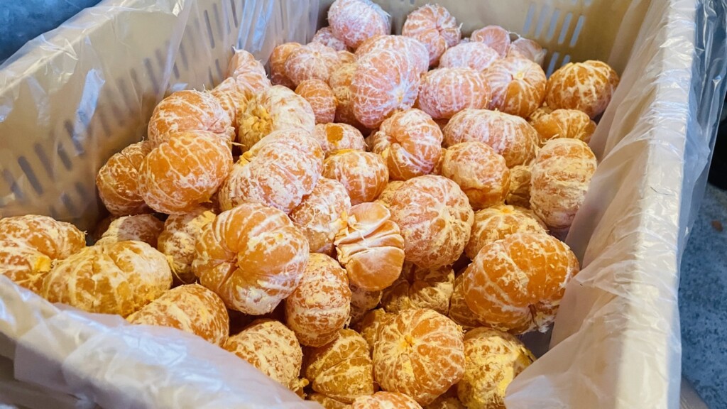 C107 バラのミカン畑 新刊セット 横山いしみ 会場限定 豊富な，HOT