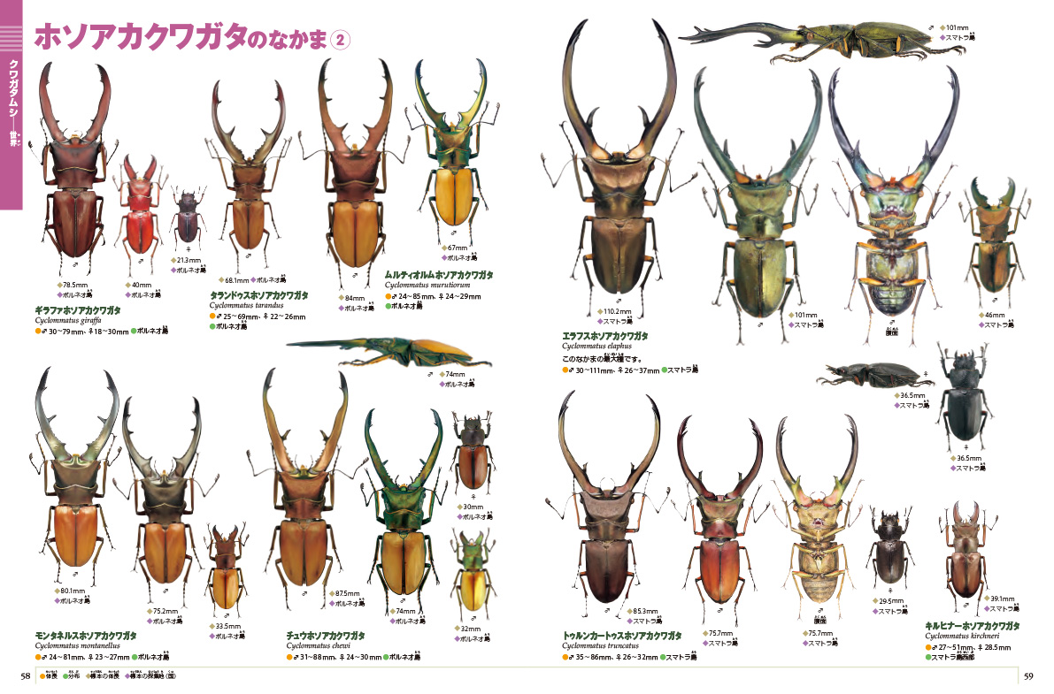 新版］カブトムシ・クワガタムシ | 小学館の図鑑NEOシリーズ | 小学館