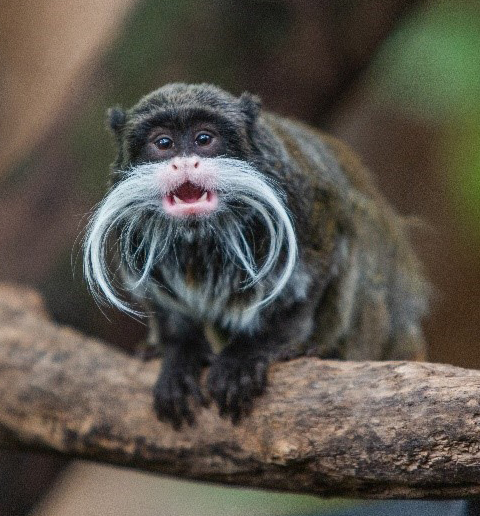 New Emperor Tamarins On Exhibit at the Smithsonian's National Zoo