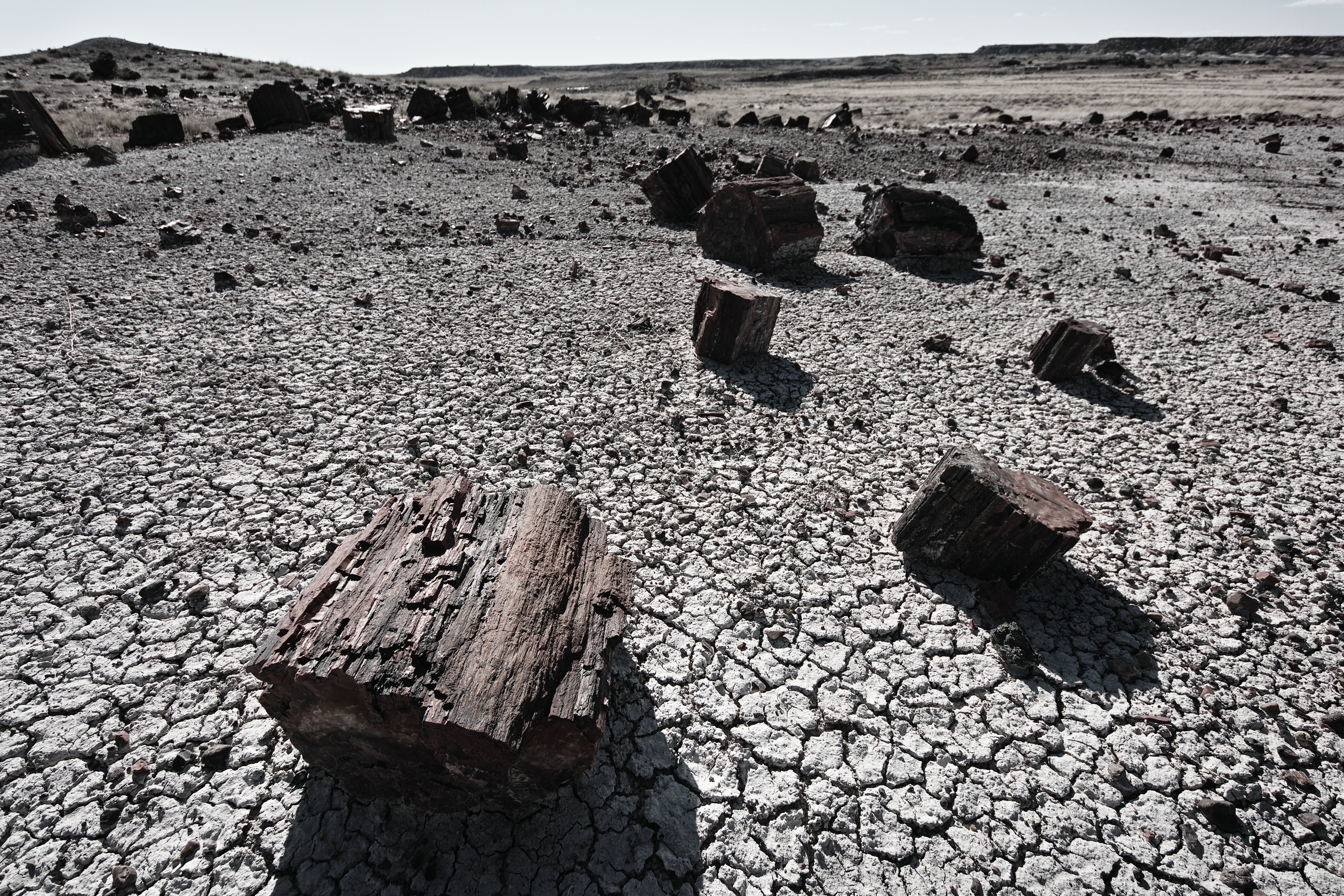 押本龍一 － 私の出会う光景 － 第35回：化石の森国立公園（Petrified