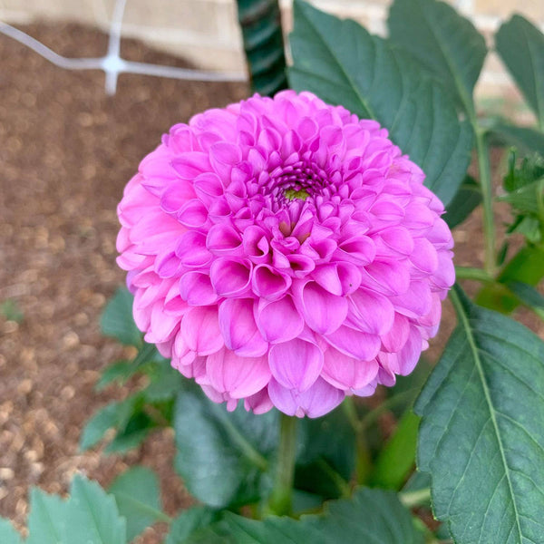 stone-hollow-farmstead-franz-