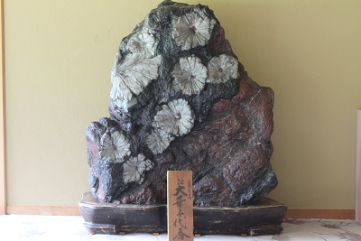 国の天然記念物『菊花石』 and 飛騨牛ミルフィーユ | スタッフブログ