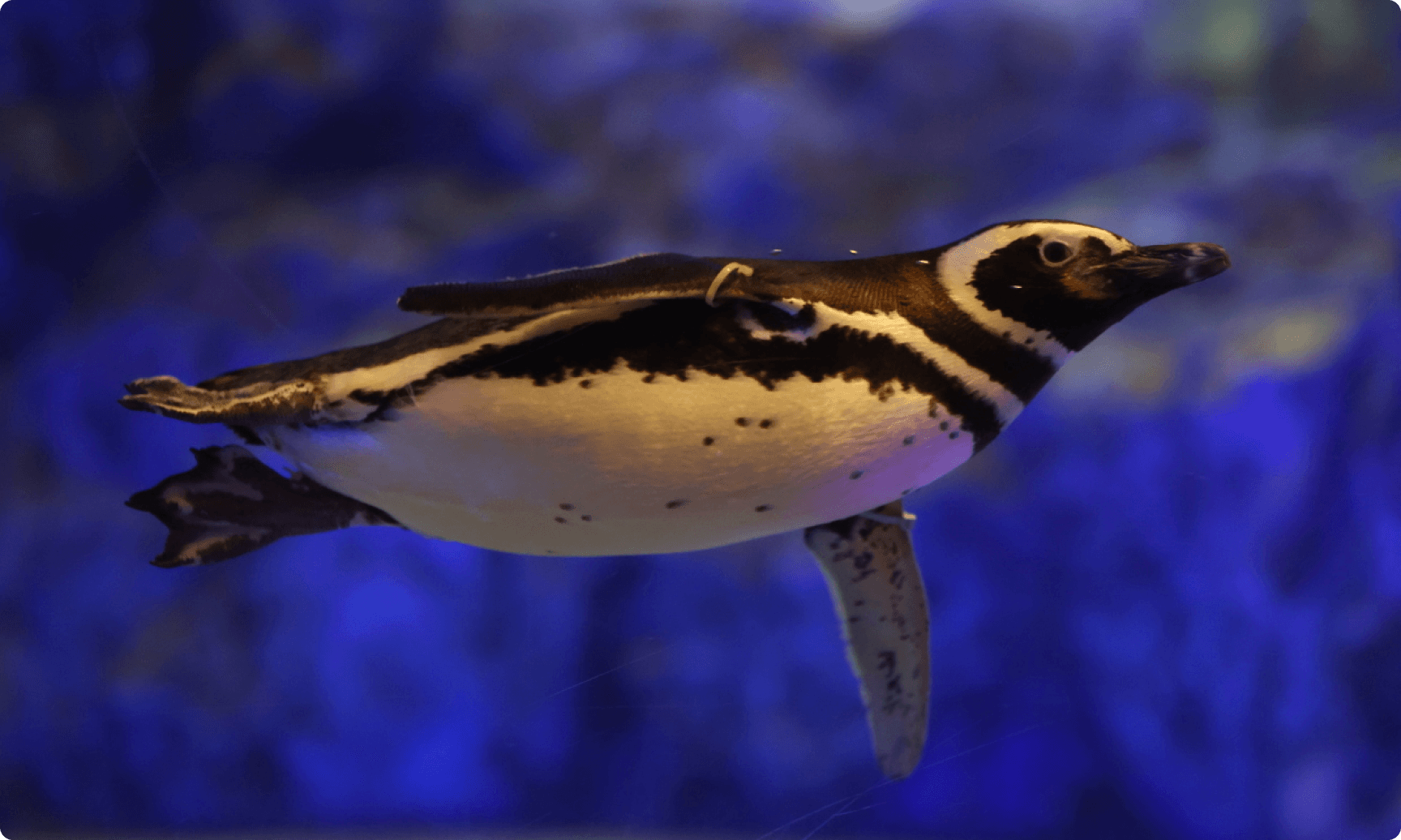 ペンギン | 東京スカイツリータウン®にある「すみだ水族館」【公式】