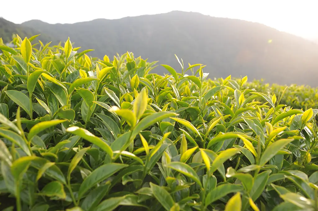 大禹嶺高山茶-150g(2025年春茶) - 台湾茶廖長興茶業