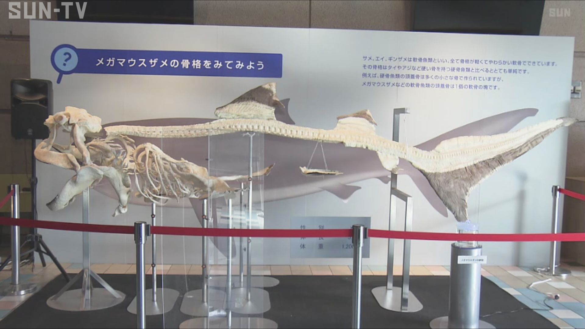 須磨海浜水族園 「幻のサメ」メガマウスザメの骨格標本展示 西日本での