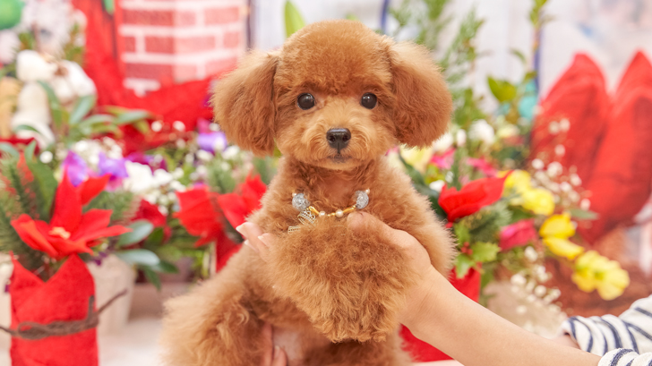 子犬の詳細NO.TCR1216|トイプードル・ティーカッププードルの
