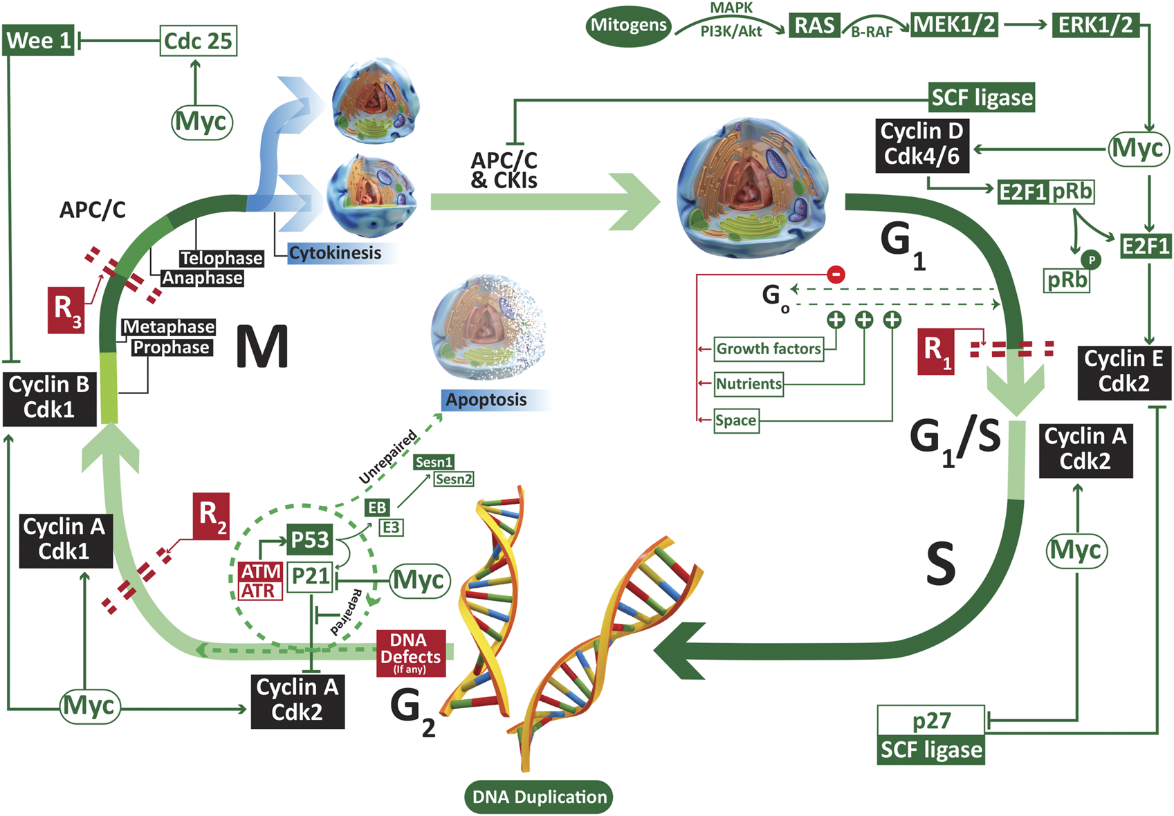 Pathology & Oncology Research | The Adipokine Component in the